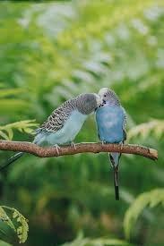 ప్రేమ పక్షులు