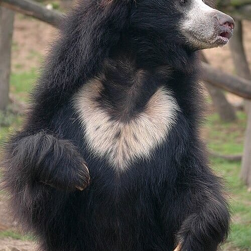 వరల్డ్ స్లాత్ బేర్ డే