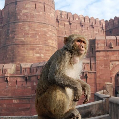 అంతర్జాతీయ కోతుల దినోత్సవం