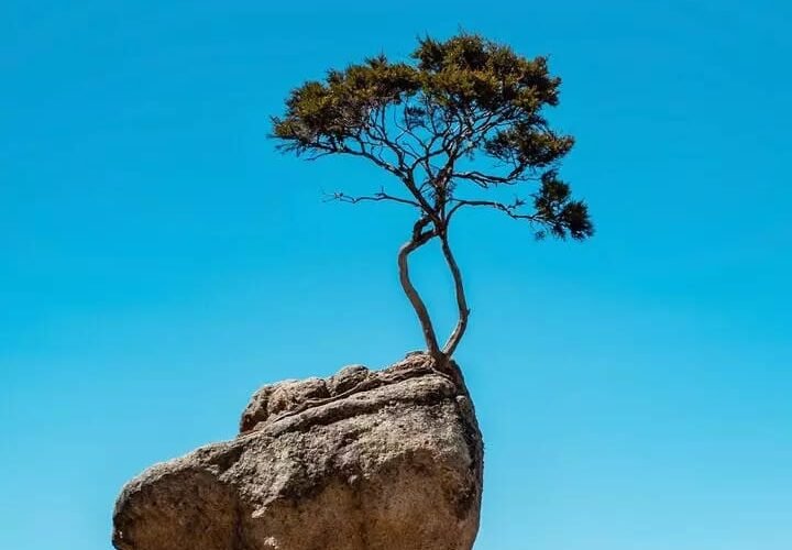 కాలానికి ఎదురీదితేనే జీవం ఉనికి