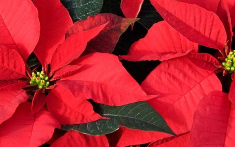 అగ్నిపూవు