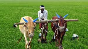 రైతు పట్టిన నాగలి