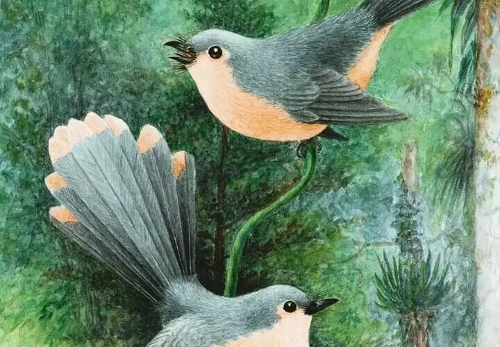 ప్రేమ ఊసుల పావురాలు….!!