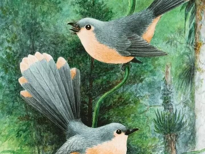 ప్రేమ ఊసుల పావురాలు....!!