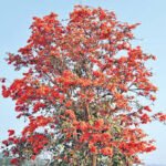 ఎర్రని పూవులు