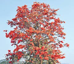 ఎర్రని పూవులు