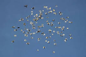 ఆ పక్షులు